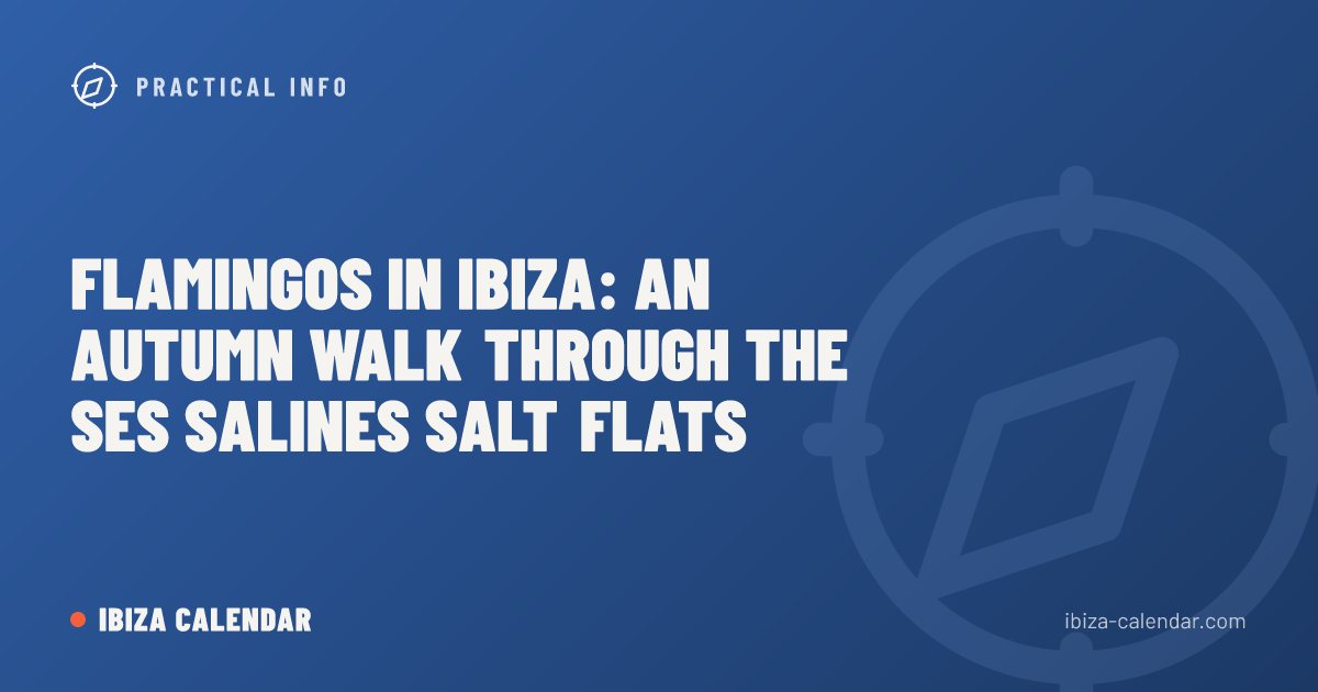 Flamingos in Ibiza: An Autumn Walk Through the Ses Salines Salt Flats